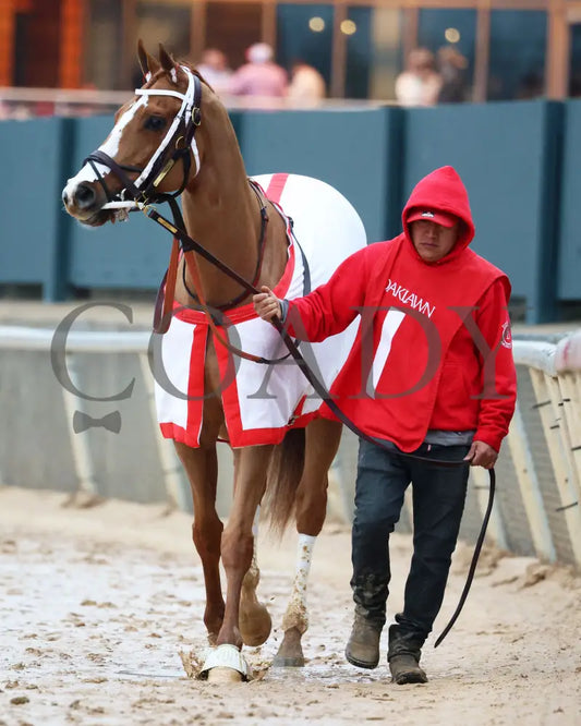 Promise Keeper - The Fifth Season Stakes 35Th Running 01-27-24 R09 Op Paddock 01 Oaklawn Park