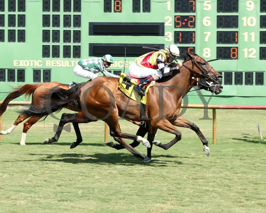 Quality Star - 082624 Race 08 Elp The Ellis Park Turf Stakes Finish 01