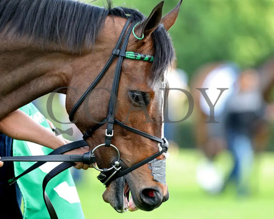 QUIETSIDE - Fantasy Stakes G2 - 53rd Running - 03-29-25 - R12 - OP - Paddock 02 Oaklawn Park