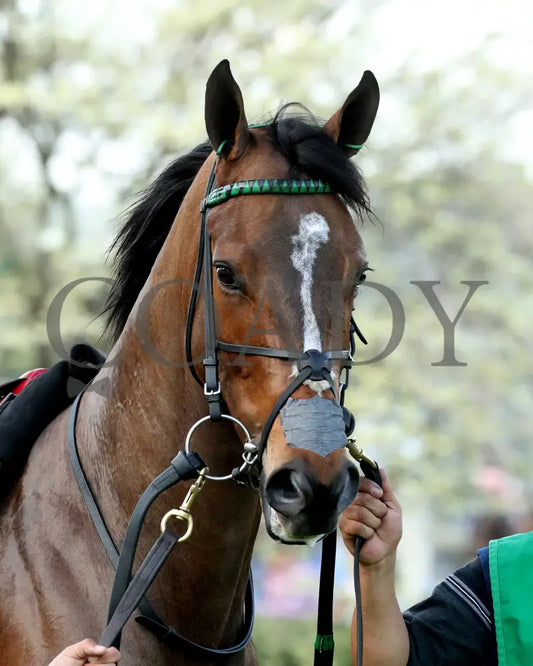 QUIETSIDE - Fantasy Stakes G2 - 53rd Running - 03-29-25 - R12 - OP - Paddock 05 Oaklawn Park
