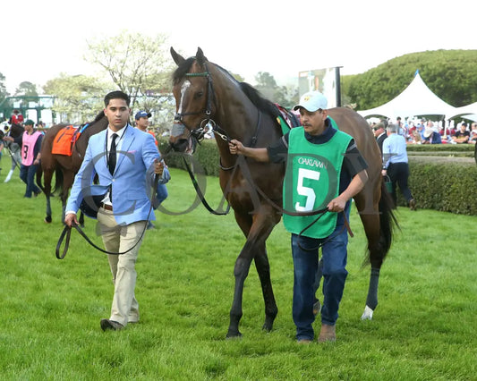 QUIETSIDE - Fantasy Stakes G2 - 53rd Running - 03-29-25 - R12 - OP - Paddock 06 Oaklawn Park