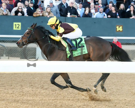 QUIETSIDE - The Honeybee Stakes G3 - 02-23-25 - R09 - OP - Inside Finish 01 Oaklawn Park