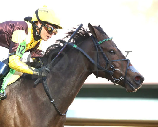 QUIETSIDE - The Honeybee Stakes G3 - 02-23-25 - R09 - OP - Tight Finish 01 Oaklawn Park