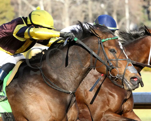 QUIETSIDE - The Honeybee Stakes G3 - 02-23-25 - R09 - OP - Turn 02 Oaklawn Park