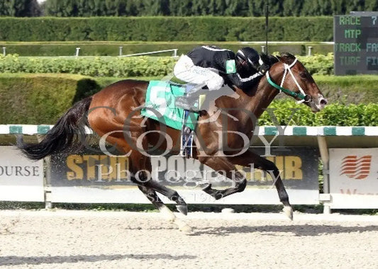 R Free Roll - 110213 Race 07 Crc Finish Calder Course