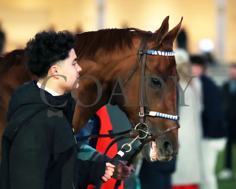 Rattle N Roll - The Clark G2 150Th Running 11-29-24 R11 Cd Paddock 01 Churchill Downs