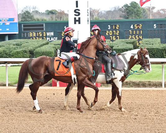 RATTLE N ROLL - Tinsel Stakes - 12-20-25 - R08 - OP - Post Parade 01 - Coady Media - Kurtis Coady Photography