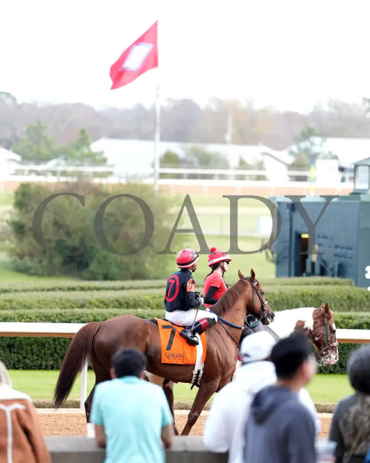 RATTLE N ROLL - Tinsel Stakes - 12-20-25 - R08 - OP - Post Parade 02 - Coady Media - Kurtis Coady Photography