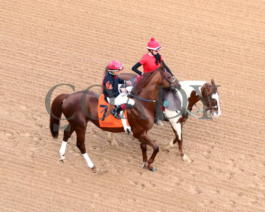 RATTLE N ROLL - Tinsel Stakes - 12-20-25 - R08 - OP - Post Parade 04 - Coady Media - Kurtis Coady Photography