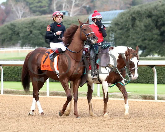 RATTLE N ROLL - Tinsel Stakes - 12-20-25 - R08 - OP - Post Parade 05 - Coady Media - Kurtis Coady Photography