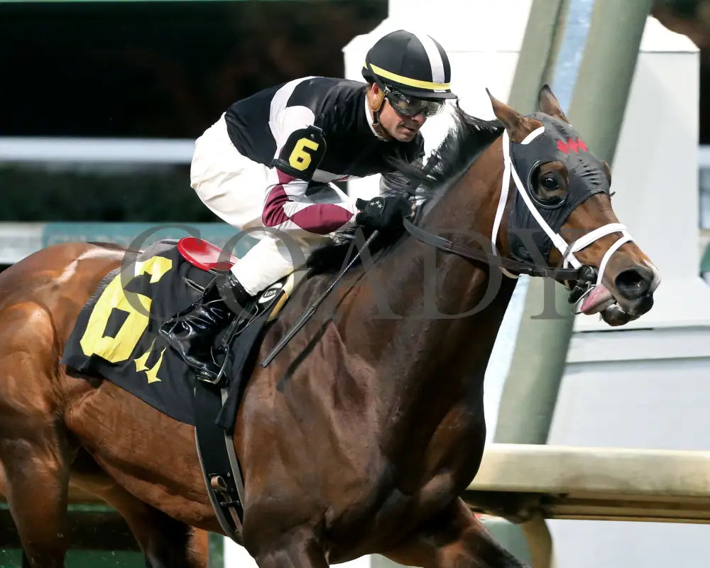 Recruiting Ready - Bet On Sunshine Overnight Stakes 12Th Running 11-02-19 R10 Cd Finish 03