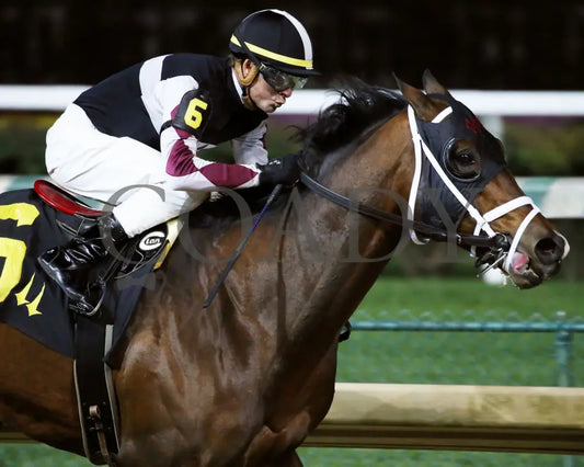 Recruiting Ready - Bet On Sunshine Overnight Stakes 12Th Running 11-02-19 R10 Cd Finish 04