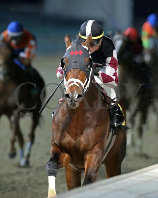 Recruiting Ready - Bet On Sunshine Overnight Stakes 12Th Running 11-02-19 R10 Cd Inside Finish 01