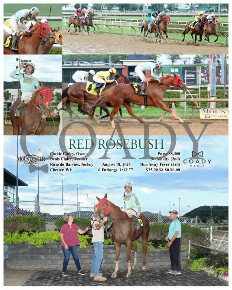 Red Rosebush - 08-18-24 R02 Mnr Mountaineer Park