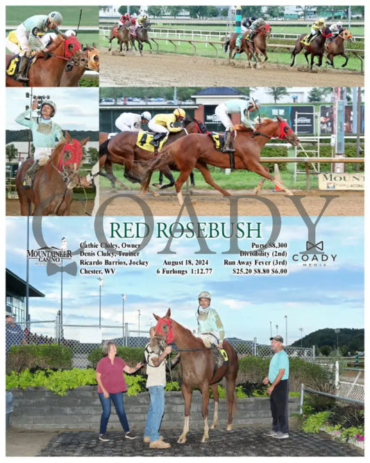 Red Rosebush - 08-18-24 R02 Mnr Mountaineer Park