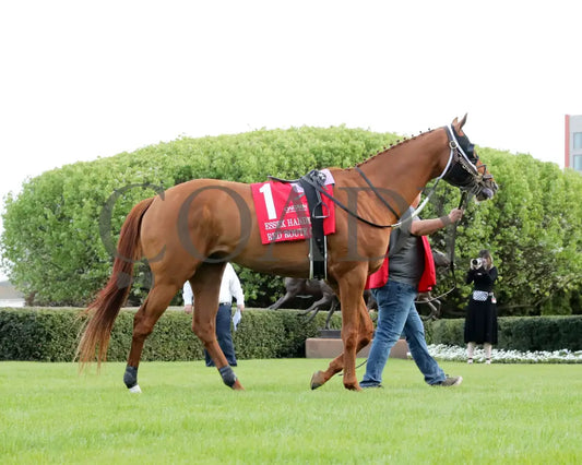 RED ROUTE ONE - The Essex Handicap G3 - 03-22-25 - R10 - OP - Paddock 01 Oaklawn Park