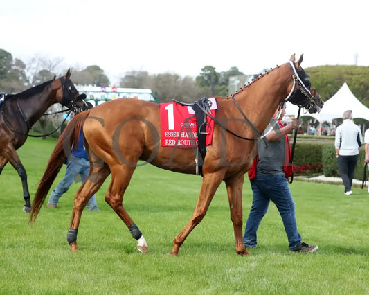RED ROUTE ONE - The Essex Handicap G3 - 03-22-25 - R10 - OP - Paddock 06 Oaklawn Park