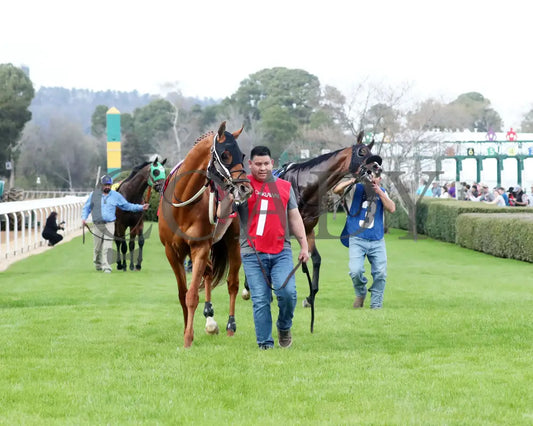 RED ROUTE ONE - The Essex Handicap G3 - 03-22-25 - R10 - OP - Paddock 07 Oaklawn Park