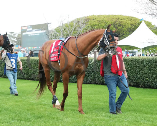 RED ROUTE ONE - The Essex Handicap G3 - 03-22-25 - R10 - OP - Paddock 03 Oaklawn Park