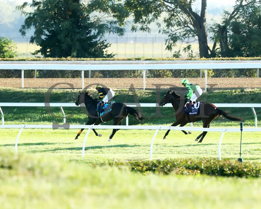 RHETORICAL - 100425 - Race 10 - KEE - Gallop Out 02 Keeneland