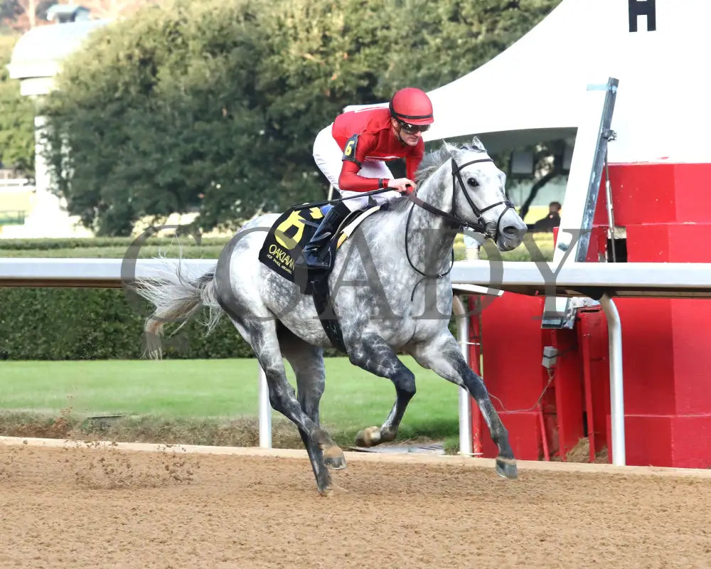 ROLL ON BIG JOE - Ring The Bell Stakes - 12-13-25 - R08 - OP - Finish 04 - Coady Media - Kurtis Coady Photography