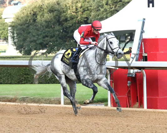 ROLL ON BIG JOE - Ring The Bell Stakes - 12-13-25 - R08 - OP - Finish 04 - Coady Media - Kurtis Coady Photography