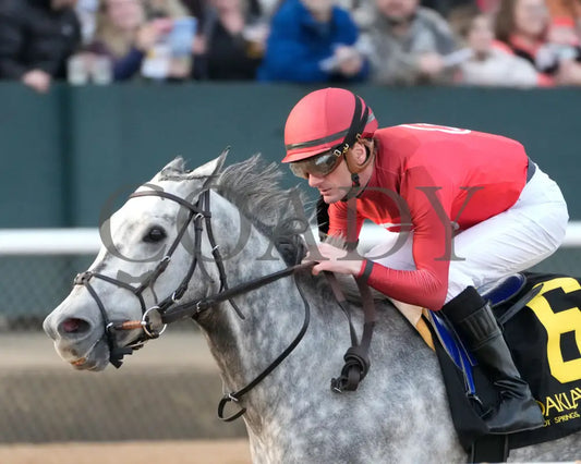 ROLL ON BIG JOE - Ring The Bell Stakes - 12-13-25 - R08 - OP - Presentation 01 - Coady Media - Kurtis Coady Photography