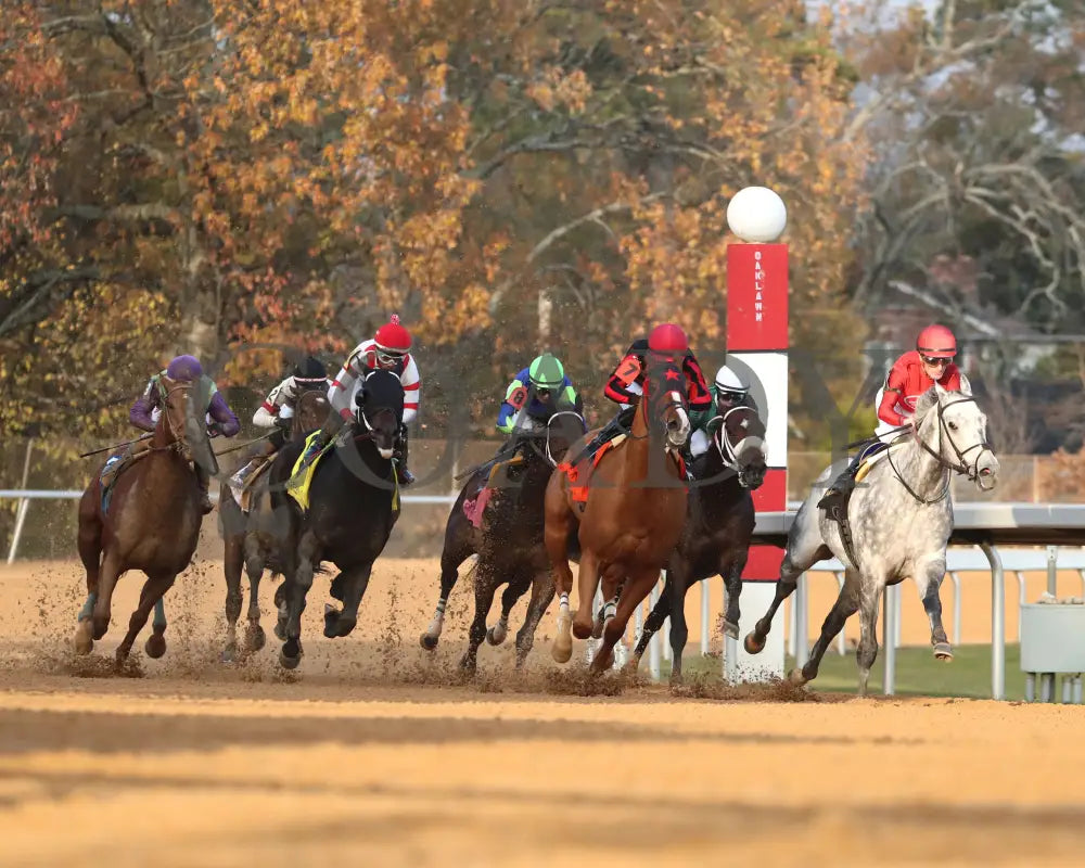 ROLL ON BIG JOE - Ring The Bell Stakes - 12-13-25 - R08 - OP - Turn 01 - Coady Media - Kurtis Coady Photography