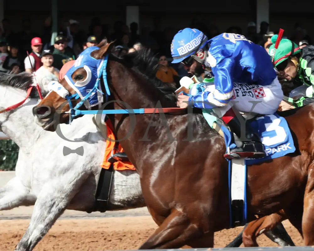 Rollin Candy Dynasty - Lovington Stakes 12-15-24 R06 Zia Park Inside Finish