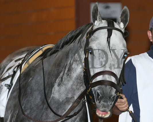 Roses For Debra - The Presque Isle Masters Stakes G2 09-20-24 R09 Pid Paddock 03 Downs