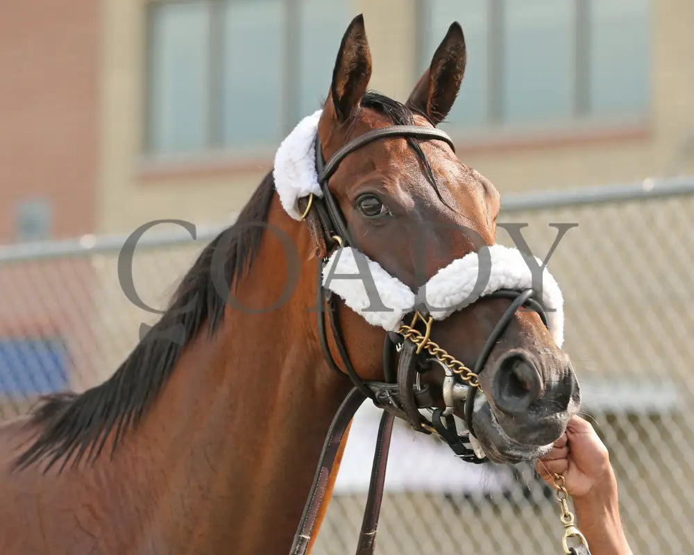 Rosie’s Alibi - The Princess Of Sylmar Stakes 14Th Running 07-29-24 R07 Pid Paddock 04 Presque