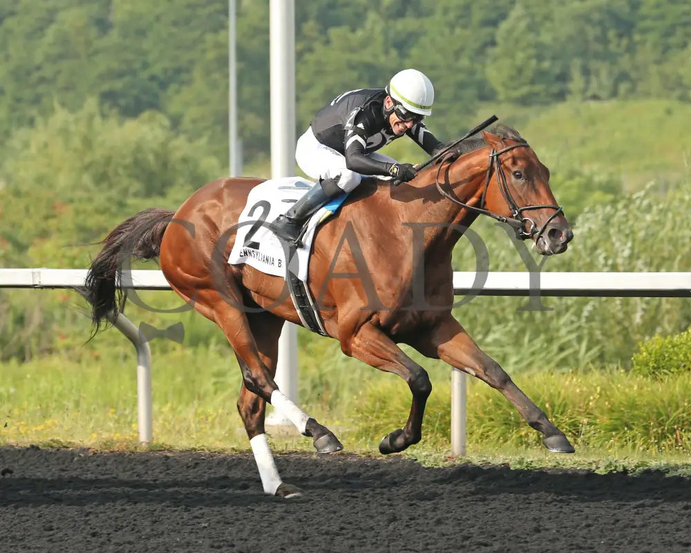 Rosie’s Alibi - The Princess Of Sylmar Stakes 14Th Running 07-29-24 R07 Pid Tight Finish Presque