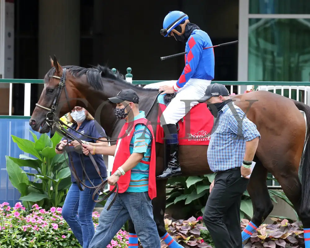 Ry’s The Guy - Champions Day Marathon Overnight Stakes 2Nd Running 09-01-20 R04 Cd Paddock 01