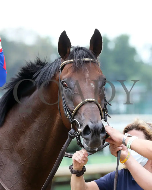 Ry’s The Guy - Champions Day Marathon Overnight Stakes 2Nd Running 09-01-20 R04 Cd Post Race 04