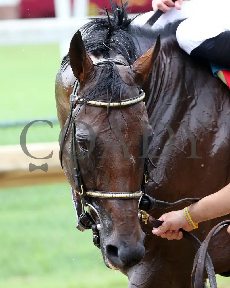 Ry’s The Guy - Champions Day Marathon Overnight Stakes 2Nd Running 09-01-20 R04 Cd Post Race 06