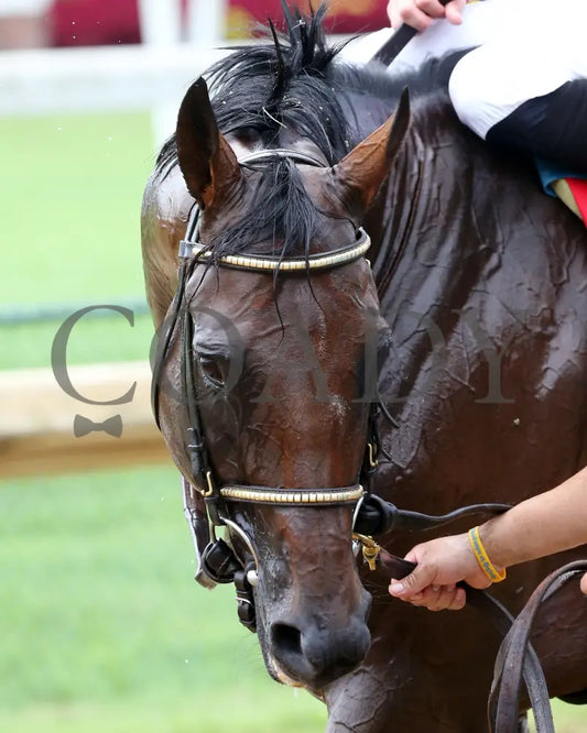 Ry’s The Guy - Champions Day Marathon Overnight Stakes 2Nd Running 09-01-20 R04 Cd Post Race 06