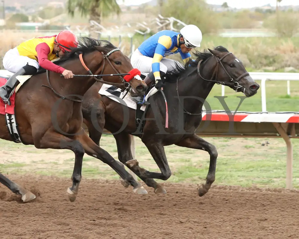 Sakura Blossom - Arizona Oaks 03 - 14 - 24 R06 Turf Paradise Finish 2