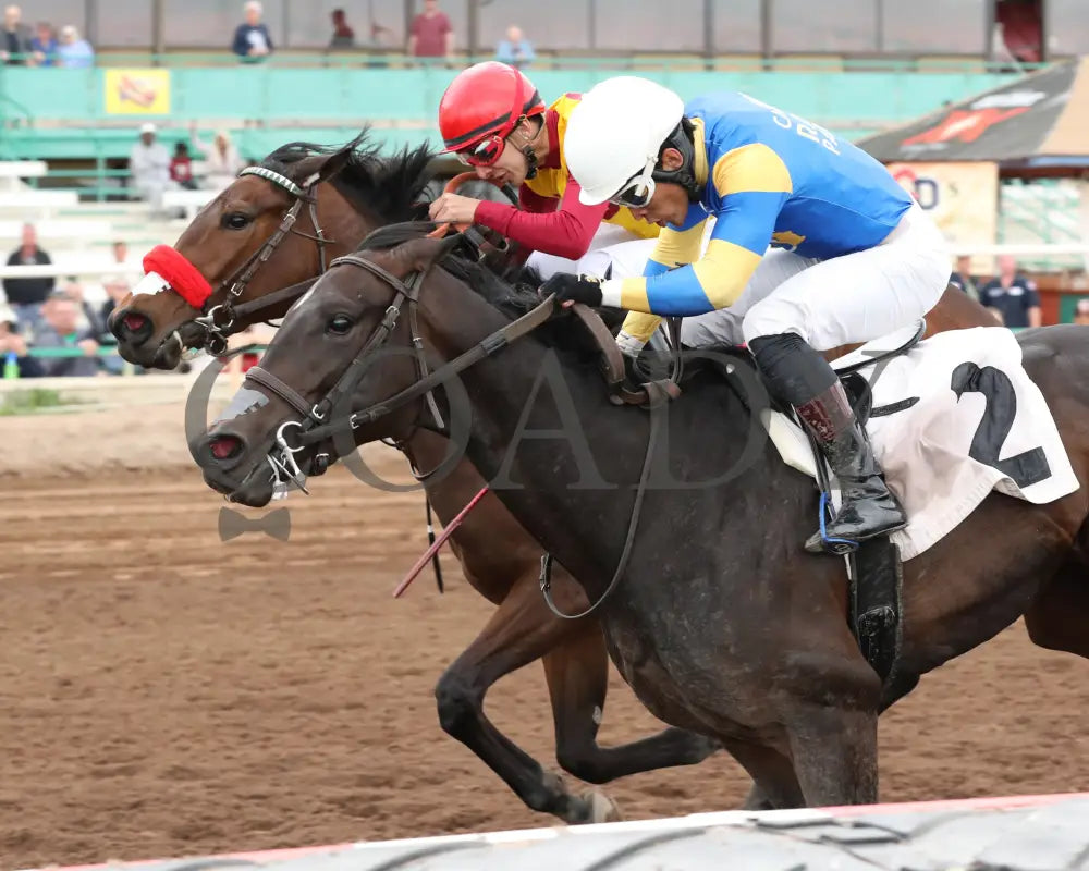 Sakura Blossom - Arizona Oaks 03 - 14 - 24 R06 Turf Paradise Inside Finish