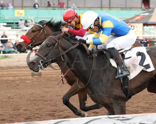 Sakura Blossom - Arizona Oaks 03 - 14 - 24 R06 Turf Paradise Inside Finish