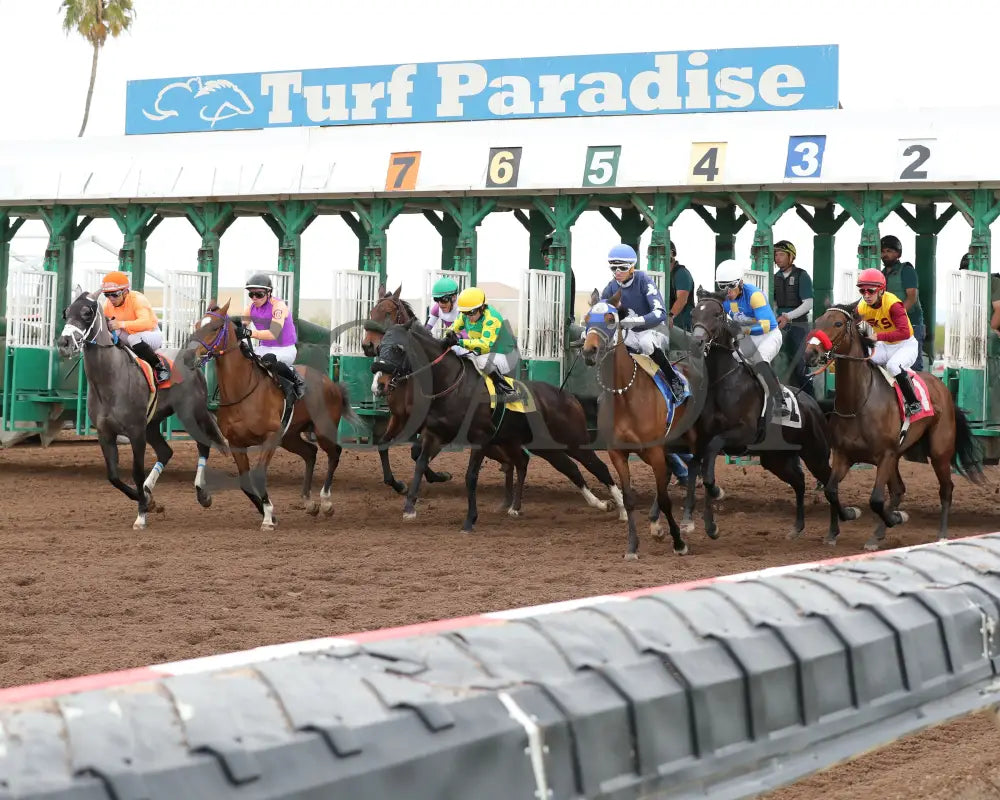 Sakura Blossom - Arizona Oaks 03 - 14 - 24 R06 Turf Paradise Starting Gate
