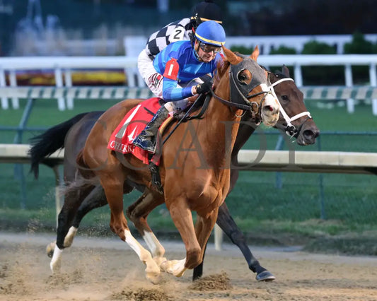 Sally’s Curlin - Chilukki G3 34Th Running 11-02-19 R08 Cd Finish 02 Churchill Downs