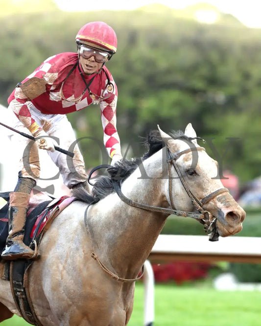 SANDMAN - Arkansas Derby G1 - 89th Running - 03-29-25 - R13 - OP - Celebration 07 Oaklawn Park