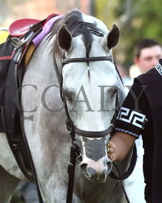 SANDMAN - Arkansas Derby G1 - 89th Running - 03-29-25 - R13 - OP - Paddock 03 Oaklawn Park