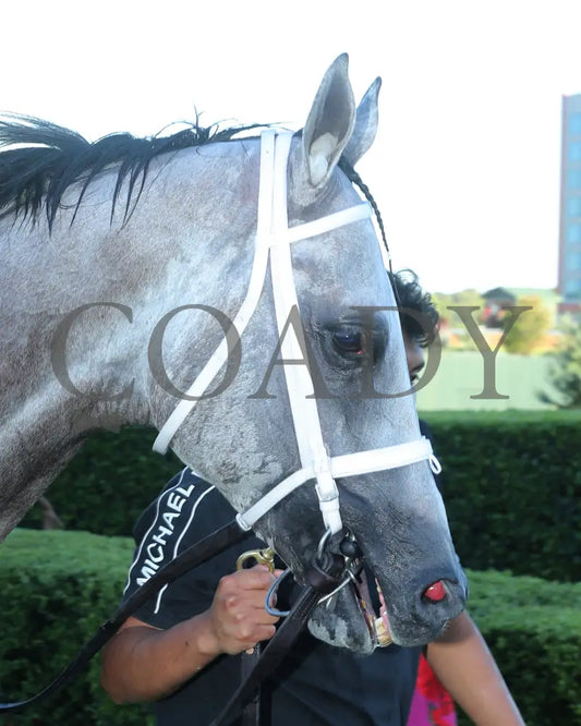 SAUDI CROWN - The Lake Ouachita Stakes - 05-03-25 - R11 - OP - Head Shot 01 Oaklawn Park