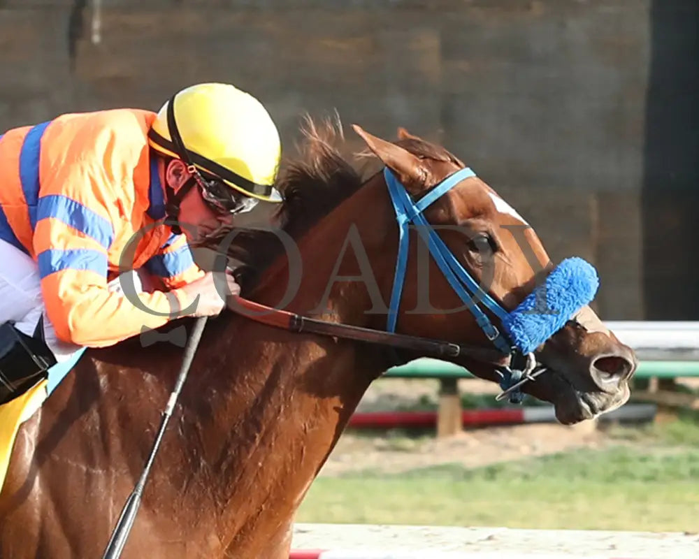 SAYUCAN - Jeff and Jack Coady Sr Overnight Stakes - 11-11-25 - R07 - Turf Paradise - Finish 2 Turf Paradise