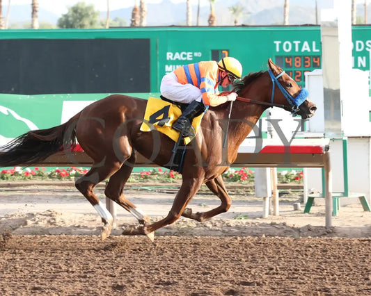 SAYUCAN - Jeff and Jack Coady Sr Overnight Stakes - 11-11-25 - R07 - Turf Paradise - Finish Turf Paradise
