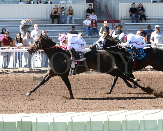 SCOOPS DYNASTY - The AQHA Racing Challenge Championship Gl - 10-18-25 - R10 - The Downs at Albuquerque - Finish 02 Turf