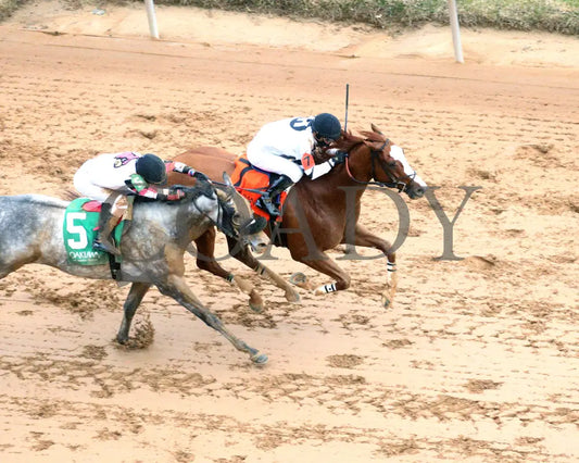 Seize The Night - The Tinsel Stakes 01-05-25 R09 Op Aerial Finish 01 Oaklawn Park