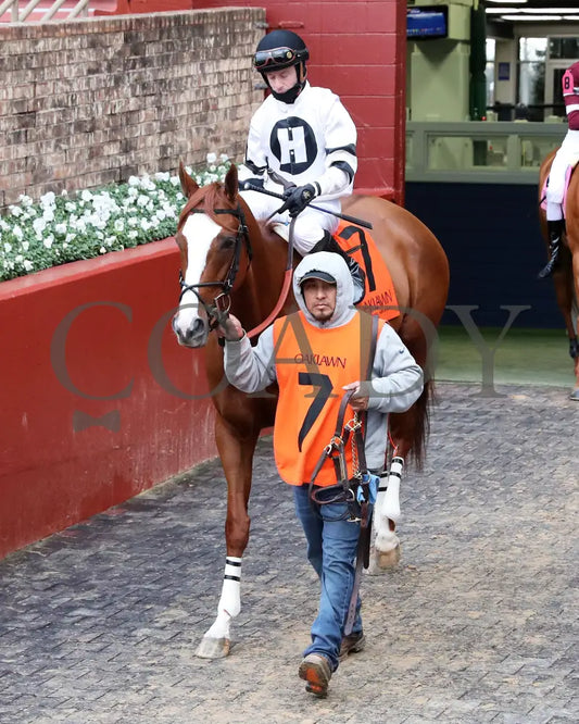Seize The Night - The Tinsel Stakes 01-05-25 R09 Op Paddock 01 Oaklawn Park