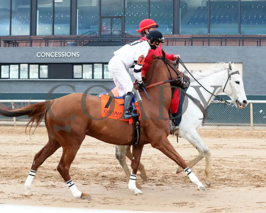 Seize The Night - The Tinsel Stakes 01-05-25 R09 Op Post Parade 02 Oaklawn Park